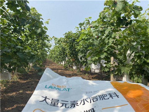 大量元素水溶肥，拉姆拉，翠姆