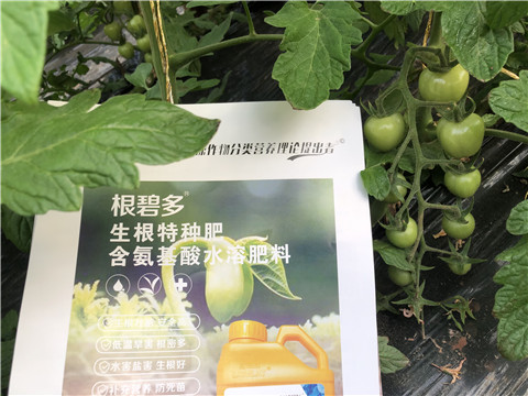 水溶肥，拉姆拉，翠姆