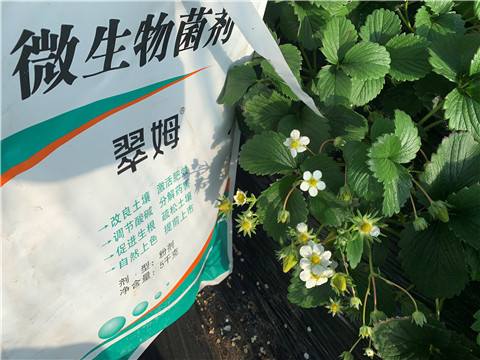 微生物菌劑，拉姆拉，翠姆