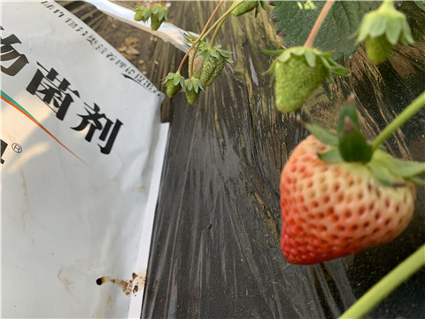 微生物菌劑，拉姆拉，翠姆