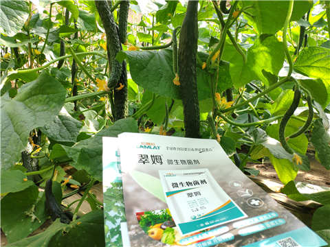 水溶肥，拉姆拉，翠姆