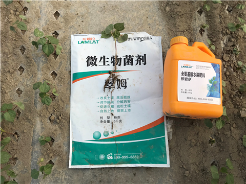 葉面肥，拉姆拉，翠姆