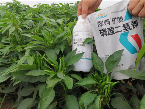 水溶肥，拉姆拉，翠姆