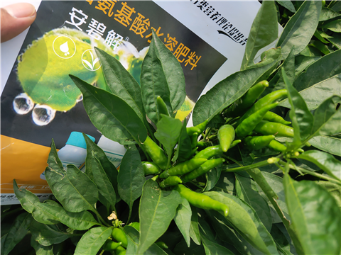 水溶肥，拉姆拉，翠姆