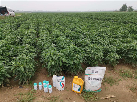 水溶肥，拉姆拉，翠姆