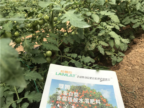 水溶肥，拉姆拉，翠姆