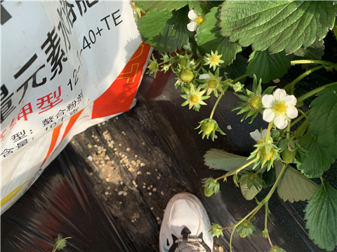 水溶肥，拉姆拉，翠姆