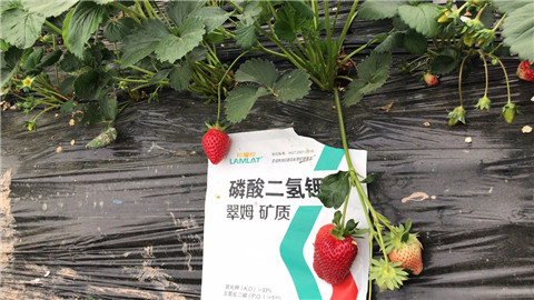 磷酸二氫鉀，拉姆拉，翠姆