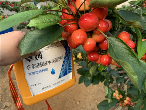 水溶肥，拉姆拉，翠姆