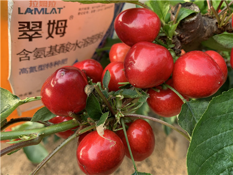 水溶肥，拉姆拉，翠姆