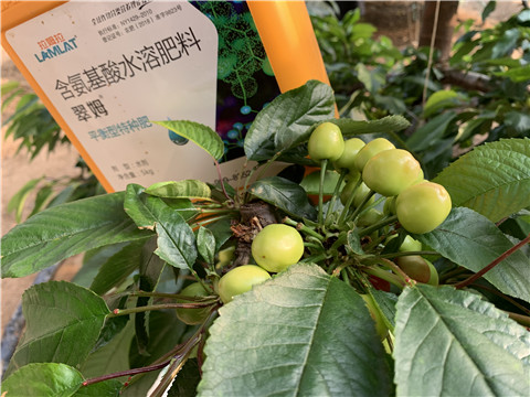 氨基酸水溶肥，拉姆拉，翠姆