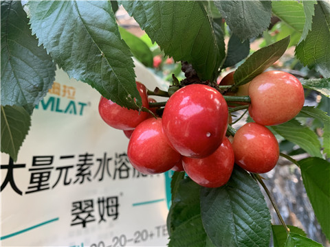 大量元素水溶肥，拉姆拉，翠姆