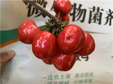 水溶肥，拉姆拉，翠姆