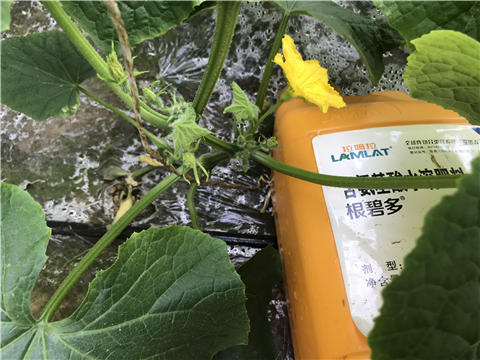 水溶肥，拉姆拉，翠姆