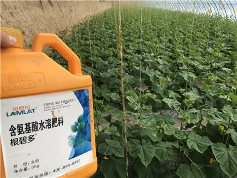 水溶肥，拉姆拉，翠姆