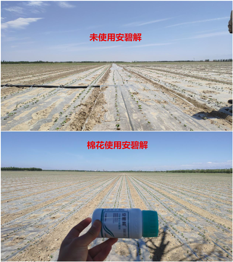 安碧解，拉姆拉，翠姆