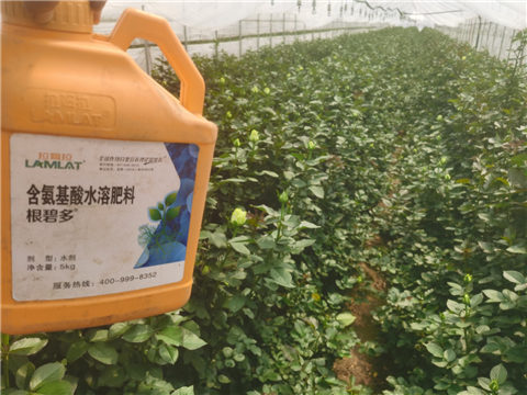 生根劑，拉姆拉，翠姆