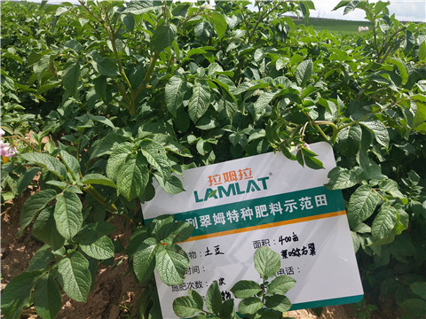 安碧解，拉姆拉，翠姆
