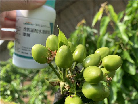 氨基酸水溶肥，拉姆拉，翠姆