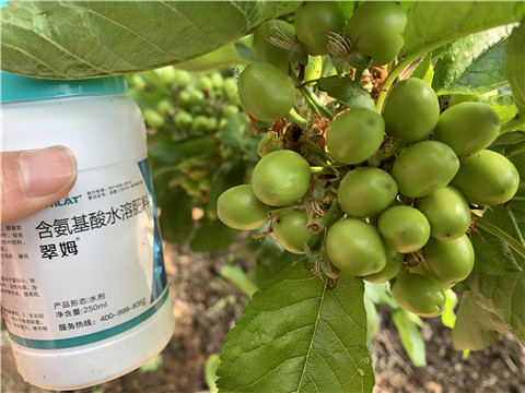 氨基酸水溶肥，拉姆拉，翠姆