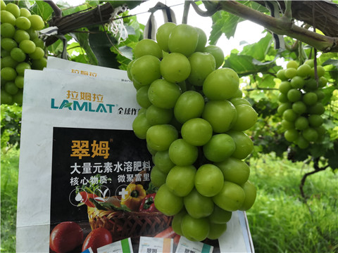 水溶肥，拉姆拉，翠姆