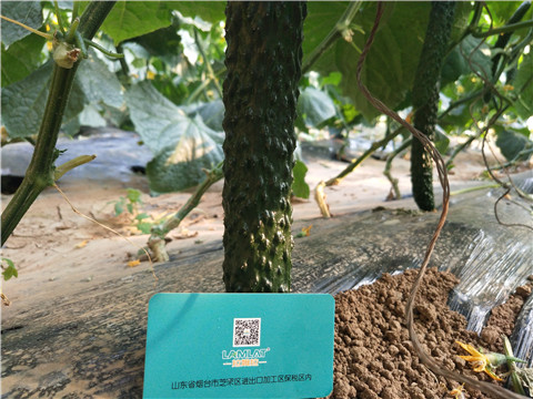 小分子有機(jī)碳，拉姆拉，翠姆