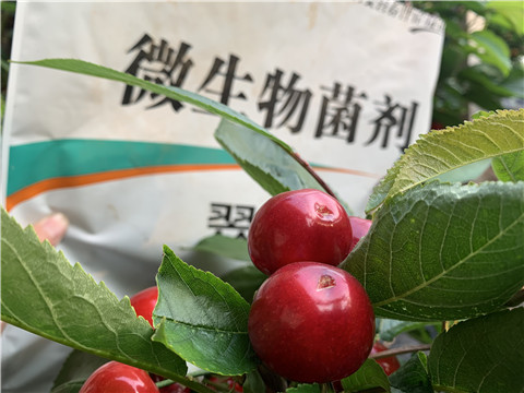 微生物菌劑，拉姆拉，翠姆