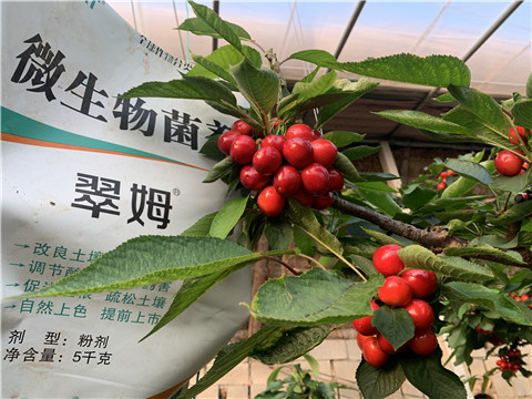 微生物菌劑，拉姆拉，翠姆