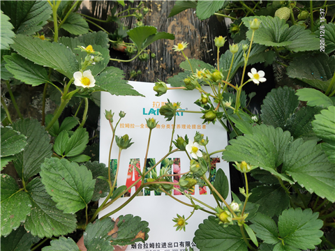 水溶肥，拉姆拉，翠姆