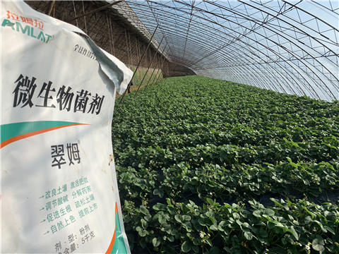 水溶肥，拉姆拉，翠姆