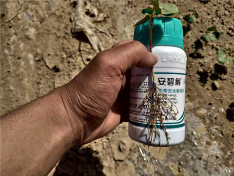 水溶肥，拉姆拉，翠姆