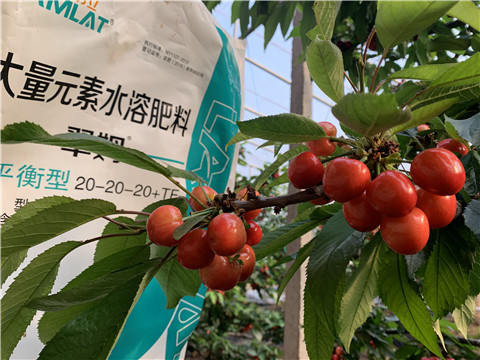 大量元素水溶肥，拉姆拉，翠姆