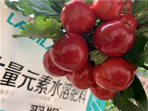 大量元素水溶肥，拉姆拉，翠姆