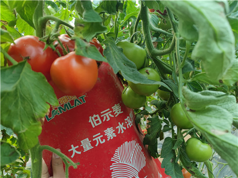 水溶肥，拉姆拉，伯示麥