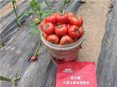 水溶肥，拉姆拉，伯示麥