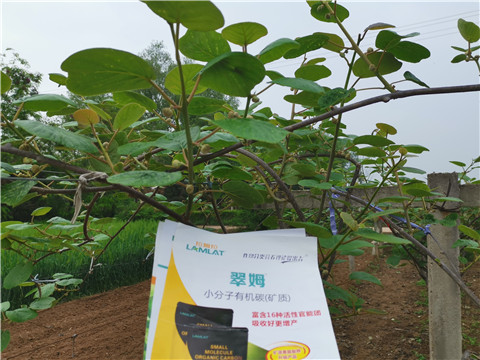 小分子有機碳，拉姆拉，翠姆