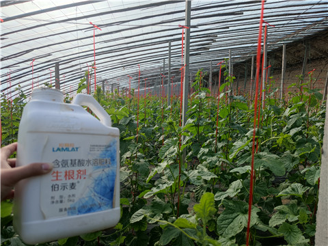 水溶肥，拉姆拉，翠姆
