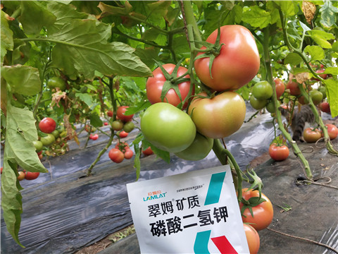 磷酸二氫鉀，拉姆拉，翠姆