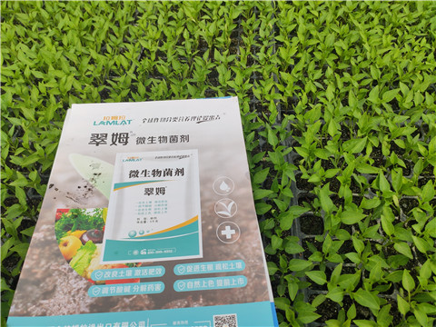 水溶肥，拉姆拉，翠姆