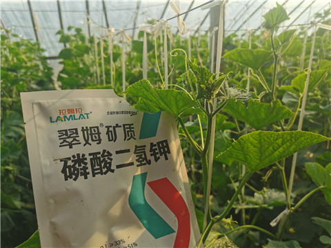 水溶肥，拉姆拉，翠姆