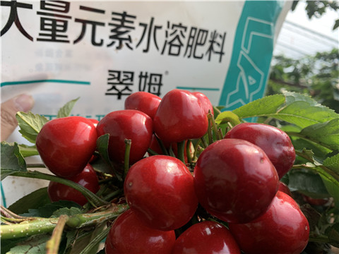 水溶肥，拉姆拉，翠姆