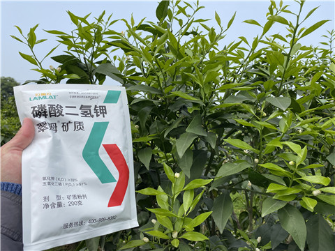 葉面肥，拉姆拉，翠姆