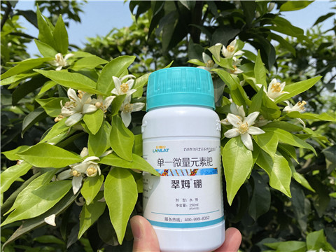 葉面肥，拉姆拉，翠姆