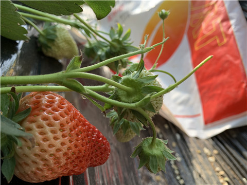 草莓施肥管理，拉姆拉，翠姆