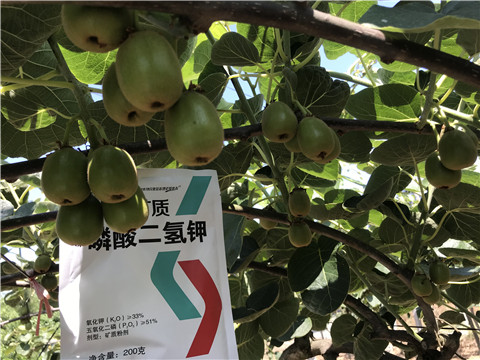 水溶肥，拉姆拉，翠姆