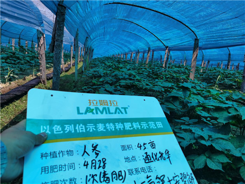 水溶肥，拉姆拉，翠姆