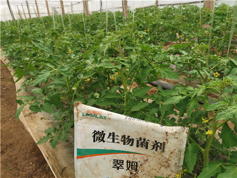 微生物菌劑，翠姆，拉姆拉
