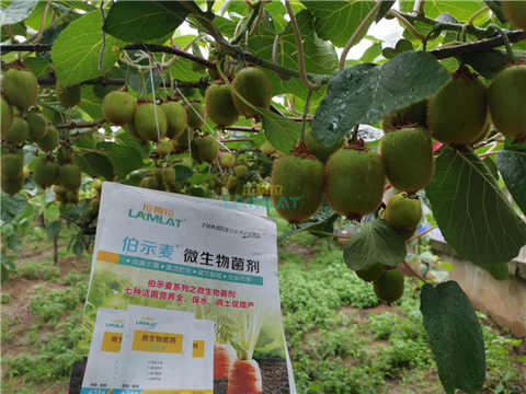 生根劑，翠姆，拉姆拉