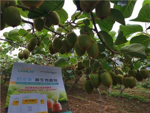 水溶肥，伯示麥，拉姆拉