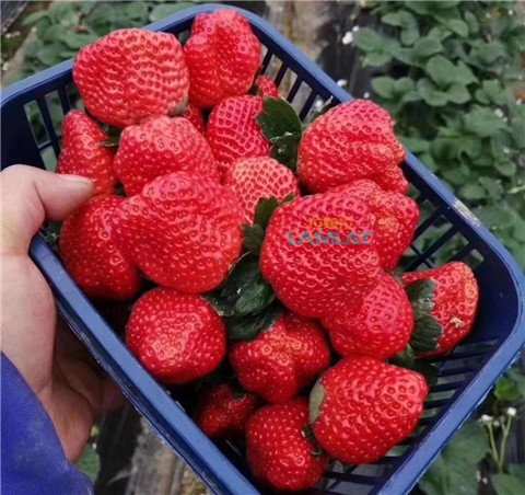 鈣肥，翠姆，拉姆拉